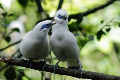 Close-up of bird perching on tree