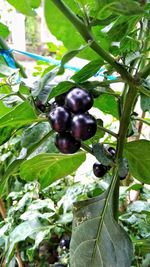 Close-up of fruits growing on tree