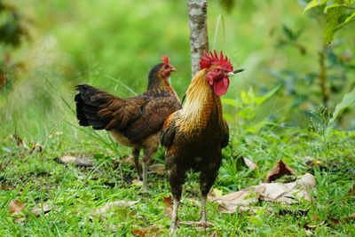 Close-up of rooster on field