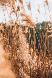 Close-up of dry plants on field