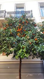 Low angle view of fruits on tree