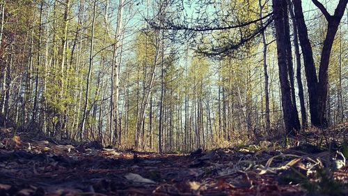 Trees in forest