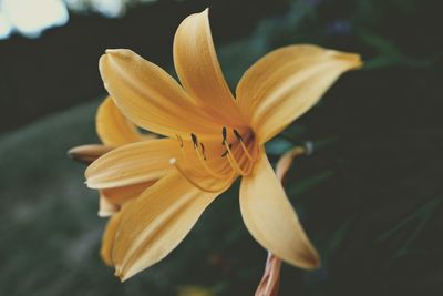 Yellow lilies blooming outdoors