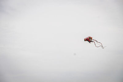 Low angle view of insect against sky