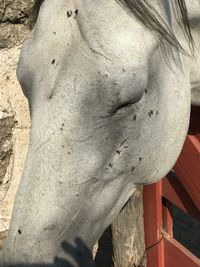 Close-up of horse