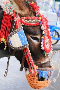 Close-up of an animal