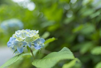 Close-up of flowering plant