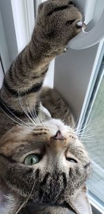 Close-up of a cat