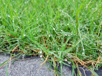 Close-up of snake on grass