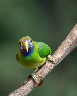 Close-up of bird perching on branch