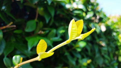 Close-up of yellow flower