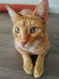 Close-up portrait of cat at home