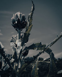 Close-up of flowering plant against sky