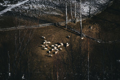 Flock of sheep from above