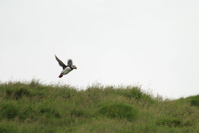 Bird flying over a field