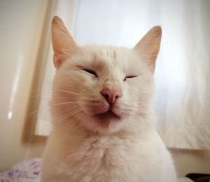 Close-up of cat with eyes closed