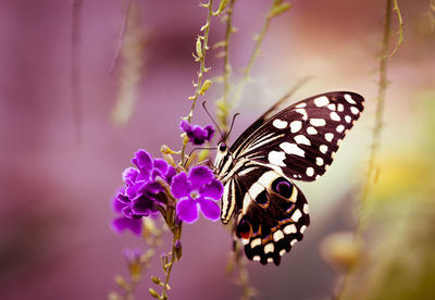 Close-up of butterfly pollinating on purple flower