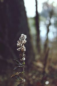 Close-up of flowering plant in forest