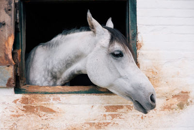 White horse looking through stable window