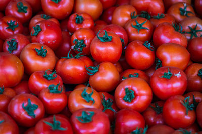 Tomatoes background. fresh tomatoes variety grown in the shop. tomatoes for salad, entree and soup