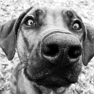 Close-up portrait of dog