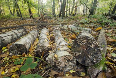 Trees in forest