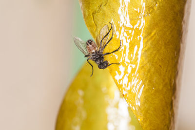 Close-up of butterfly on flower
