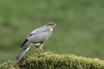 Sparrow hawk, accipiter nisus, perched on a lichen covered log, side on view