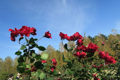 Close-up of red flowering plants against sky