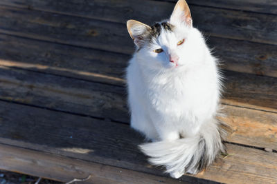 Close-up of cat