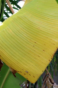 Close-up of yellow leaf on plant