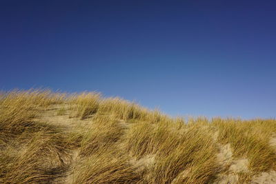 Plants growing on field against clear blue sky