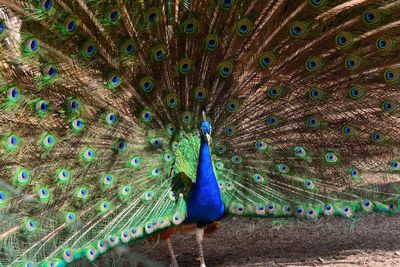 Peacock with fanned out feathers on field