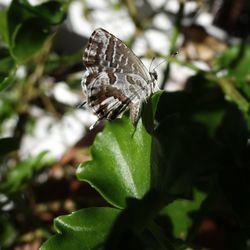 Close-up of butterfly on plant