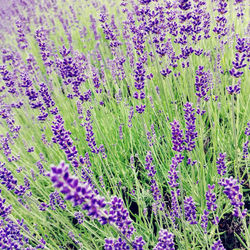 Full frame shot of lavender field