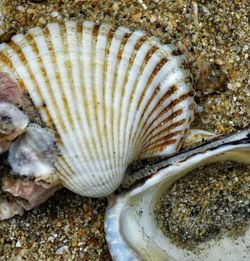 Close-up of seashell on beach