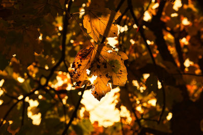 Low angle view of leaves on tree during sunset