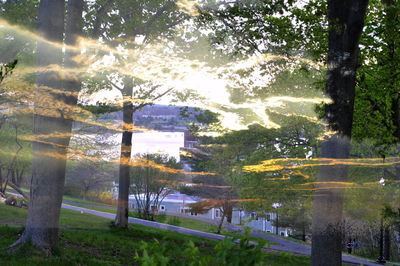 Scenic view of trees by river