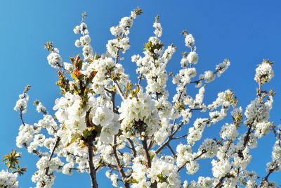 Low angle view of cherry blossoms against blue sky