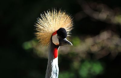 Close-up of a bird