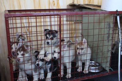 Close-up of siberian husky puppies in cage