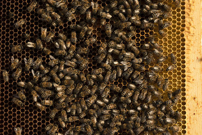 Close up on swarm honey bee on golden comb beehive