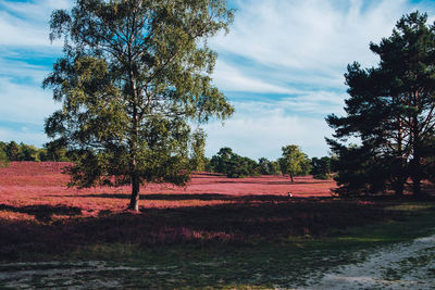 Scenic view of trees on field against sky