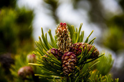 Mountain pine closeup on the mountains above malcesine in the province of verona, italy