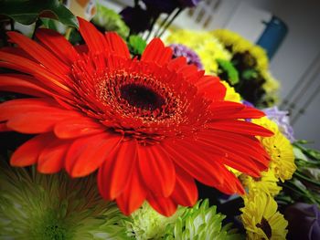 Close-up of red daisy flower