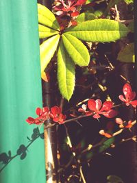 Close-up of red flower plant