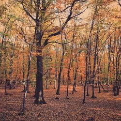 Trees in forest during autumn