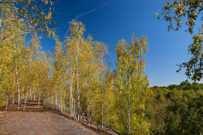 Low angle view of trees against sky