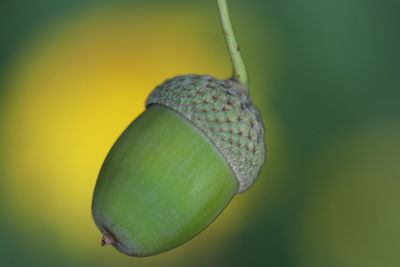 Close-up of green leaf