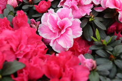 High angle view of pink flowering plants